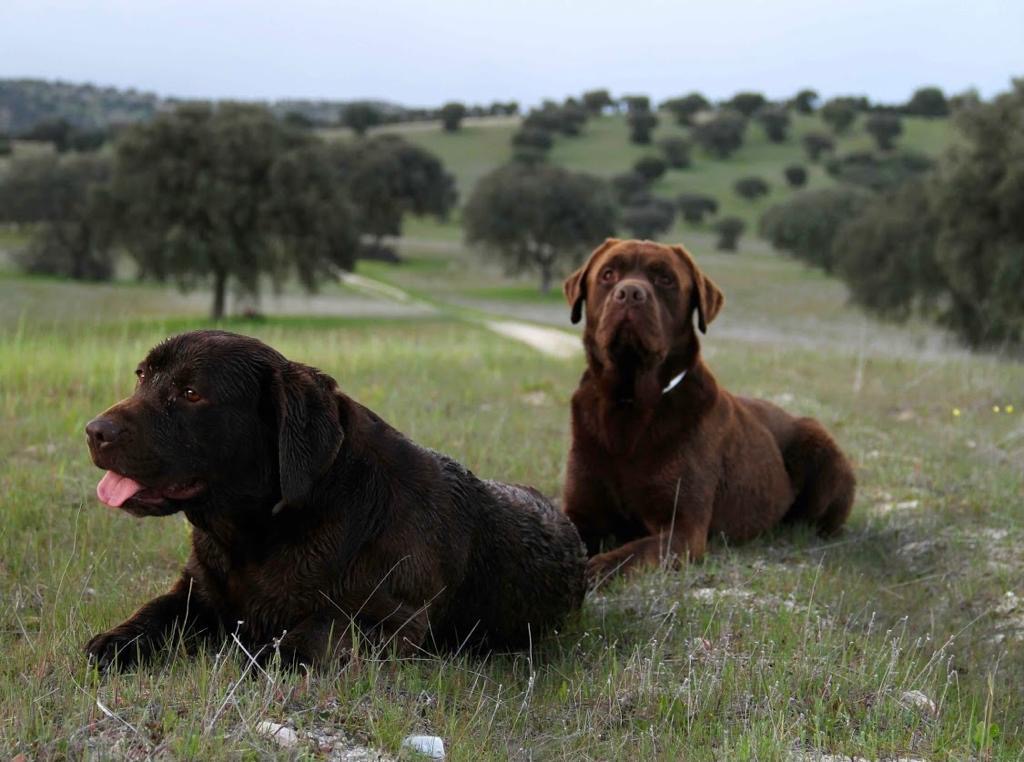 residencia-canina-dog-camp-madrid-7